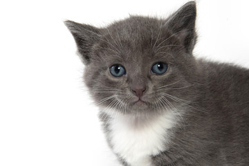 Cute gray and white kitten