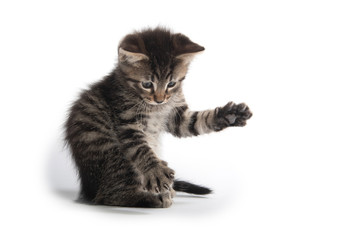 Cute tabby kitten playing