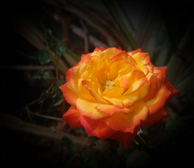 yellow rose flower blooming in the branch of green leaves plant growing in the garden, nature photography