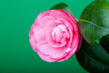 Camelia japónica