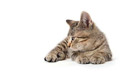 Fototapeta na wymiar Tabby kitten laying down on white
