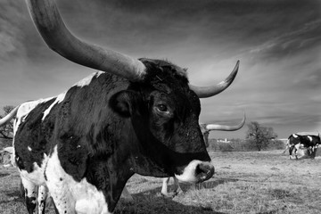 Black and White Closeup of Longhorn bull