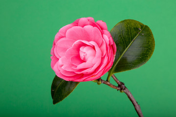 Camelia japónica