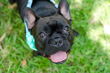 Fototapeta premium small french bulldog dog in nature