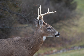 Whitetail deer buck in winter