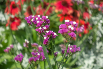 Two tone (Violet-white) Wild flowers on blurred field of flowers background.