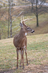 Naklejka na ściany i meble Whitetail deer buck in winter