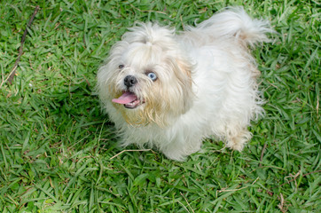  playful dog quiet in nature
