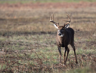 Large whitetailed deer buck