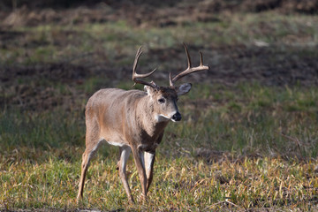 Large whitetailed deer buck