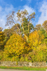 Fototapeta premium Lincoln Park Autumn Trees 8