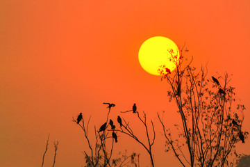 Black kite or Pariah kite or Milvus migrans, the image of silhouettes birds perching on the branches with golden sky and full sun in evening, Thailand.