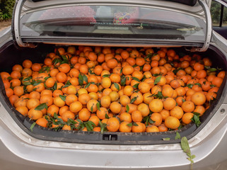 Sargodha,Punjab / Pakistan - January Sunday 2020 : Car trunk full of oranges look organic
