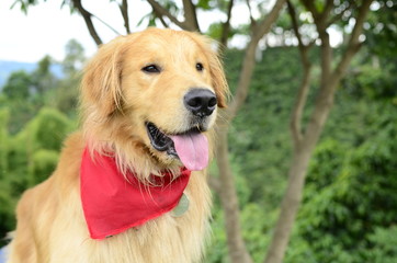 DOG golden retriever PLAY IN NATURE