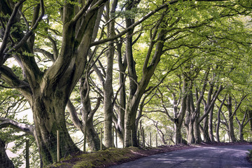 Lane with trees at Lorton, Lake District, England