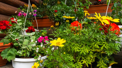 Colorful flowers with green leaves in the pots. Flora concept.