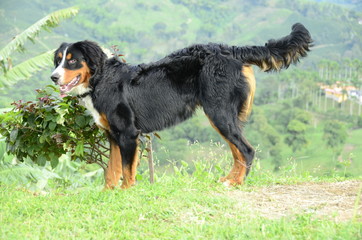  Bernese Mountain Jugeton dog in nature