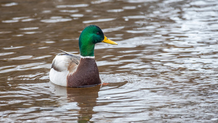 duck in water