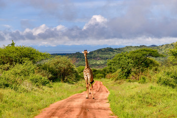 Giraffen im Nationalpark Tsavo Ost, Tsavo West und Amboseli in Kenia