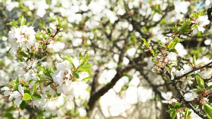 blooming cherry tree in spring