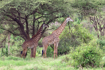 Giraffen im Nationalpark Tsavo Ost, Tsavo West und Amboseli in Kenia