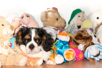 Cavalierking puppy charles spaniel