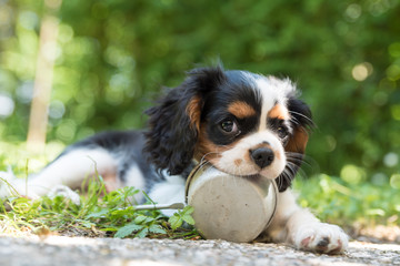 Sweet Cavalierking puppy