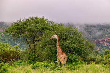 Giraffen im Nationalpark Tsavo Ost, Tsavo West und Amboseli in Kenia