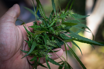 Fototapeta premium Hand holding cannabis blossom at the background,