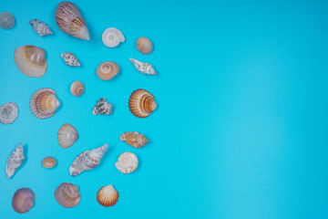 assorted sea shells on blue