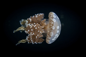A jellyfish, Mastigias sp., swims in a dark, isolated marine lake in Raja Ampat, Indonesia. There are several jellyfish lakes in the tropical Pacific region, many of them full of endemic jellyfish.