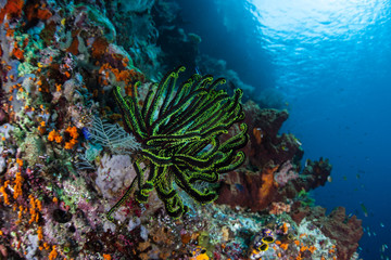 A colorful reef slope thrives in Raja Ampat, Indonesia. This tropical region is known for its...