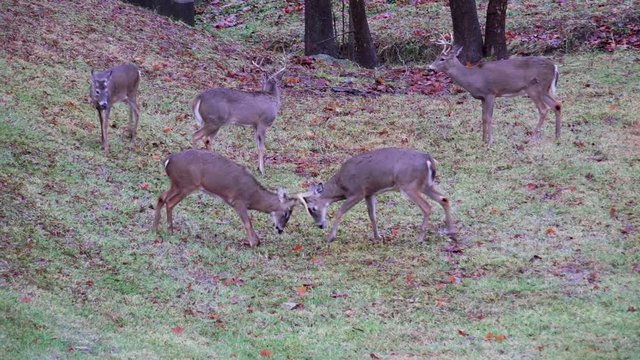 White-tailed deer sparring in an open meadow