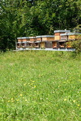 Row of honey in the meadow