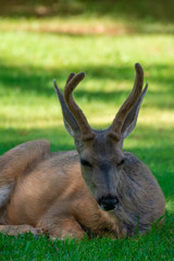 Deer Resting in Capitol Reef National Park, Utah