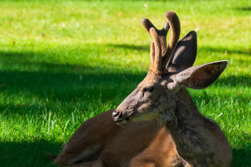 Deer Resting in Capitol Reef National Park, Utah