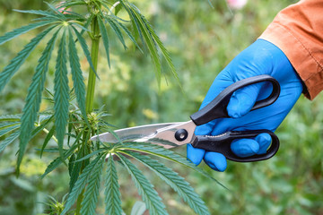 a gloved hand cuts leaves of cannabis growing outdoors