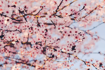 Beautiful pink flowering trees. Floral spring background with cherry blossoms.