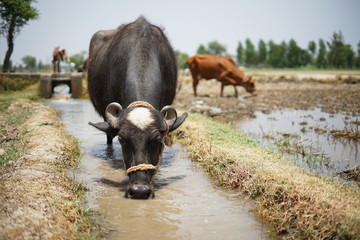 Big black buffalo with two horns and white spot on his head is standing in the water canal and...
