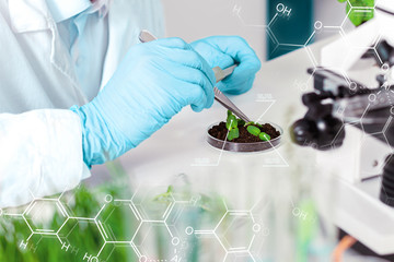 Scientist man is conducting experiments, tests with plants in petri dish at laboratory....