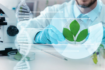 Closeup male hands are holding petri dish with leaves at laboratory. Scientist is working, making...
