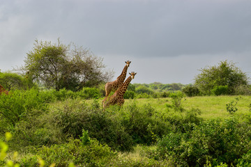 Giraffen im Nationalpark Tsavo Ost, Tsavo West und Amboseli in Kenia