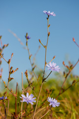 Himmelblaue Blüte der Wegwarte vor blauem Himmel, Blühende Bachblüte Wegwarte Heilpflanze des Jahres 2020, Die Bachblüte Wegwarte war in Deutschland die Heilpflanze des Jahres 2020	