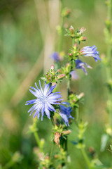 Blühende Bachblüte Wegwarte, die Bachblüte Wegwarte war 2022 Heilpflanze des Jahres in Deutschland, Wegwarte am Straßenrand auf Dänemarks größter Insel Seeland fotografiert