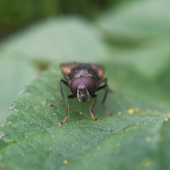 Late or early buttercup Cheilosia, Cheilosia albitarsis/ranunculi agg.