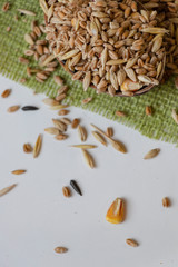 Wooden spoon. The cloth. White background. Barley. Millet. Corn. Mixed cereals. Green.