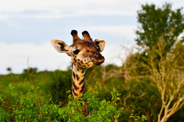 Giraffen im Nationalpark Tsavo Ost, Tsavo West und Amboseli in Kenia