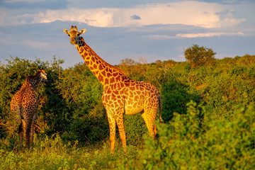 Giraffen im Nationalpark Tsavo Ost, Tsavo West und Amboseli in Kenia