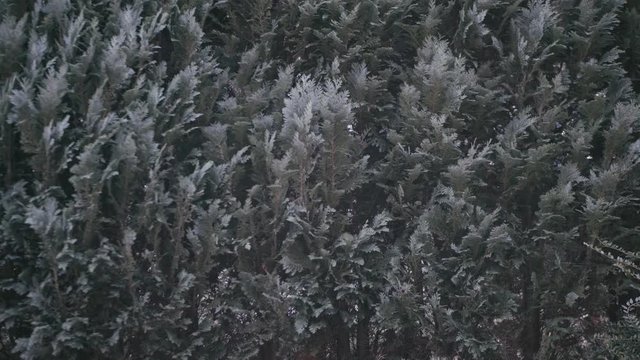 Dark background of green thuja hedge in the wind