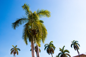 Fototapeta premium Palm trees and sky